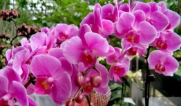 蝴蝶兰电视剧全集,爱在花海绽放